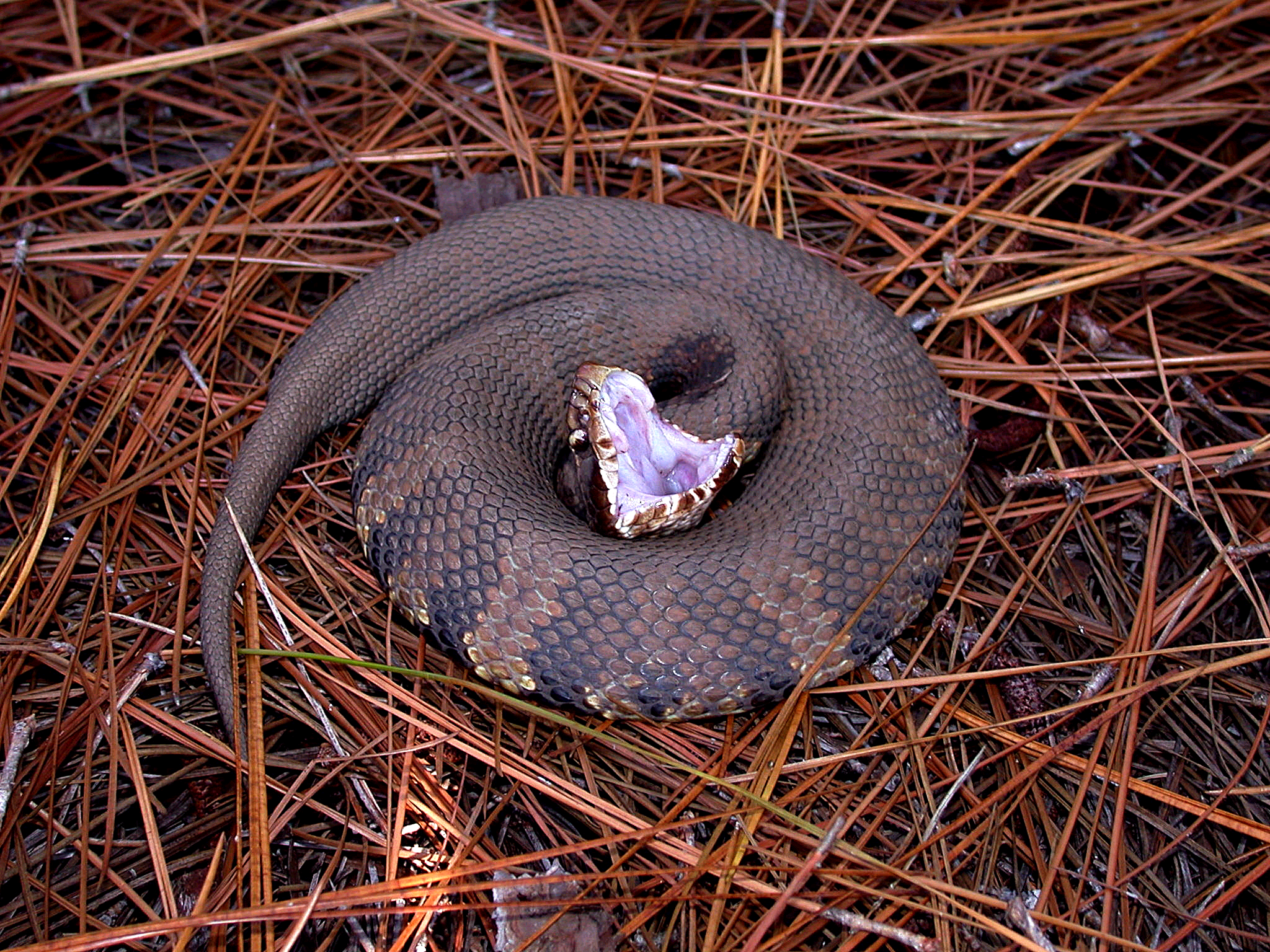 The Cottonmouth