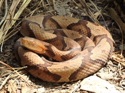 The Eastern Copperhead