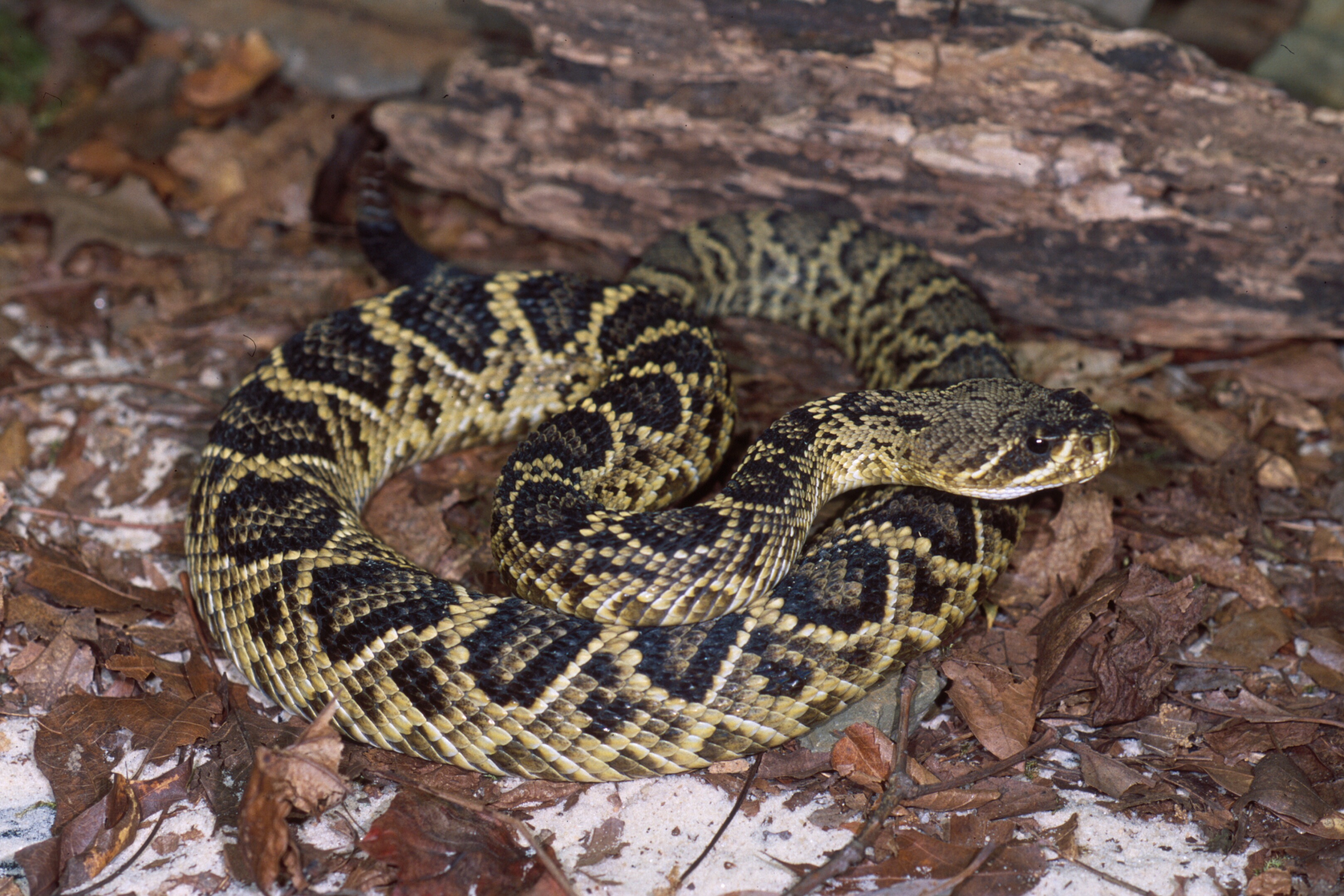 The Eastern Diamondback