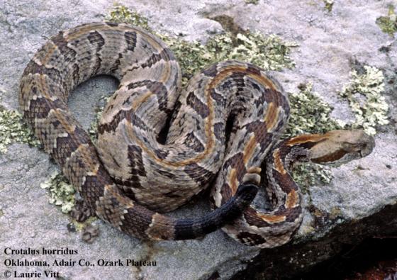 The Timber Rattlesnake