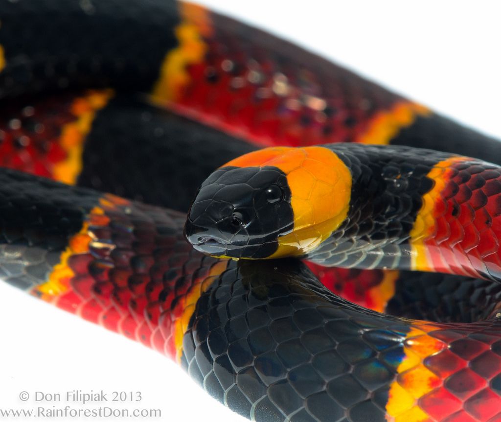 eastern coral snake