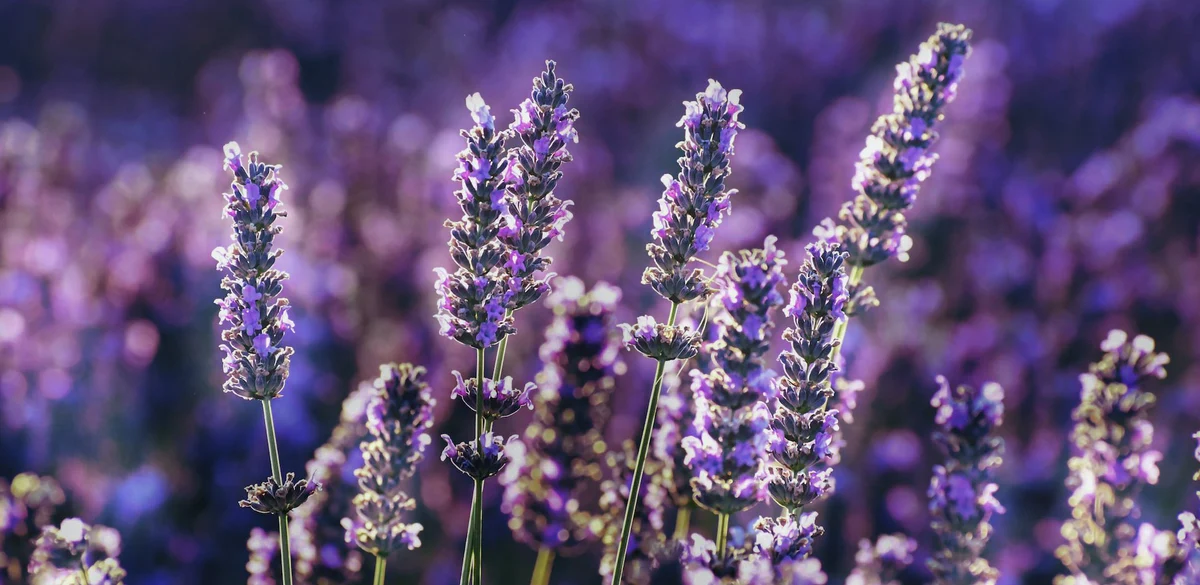 lavender plant